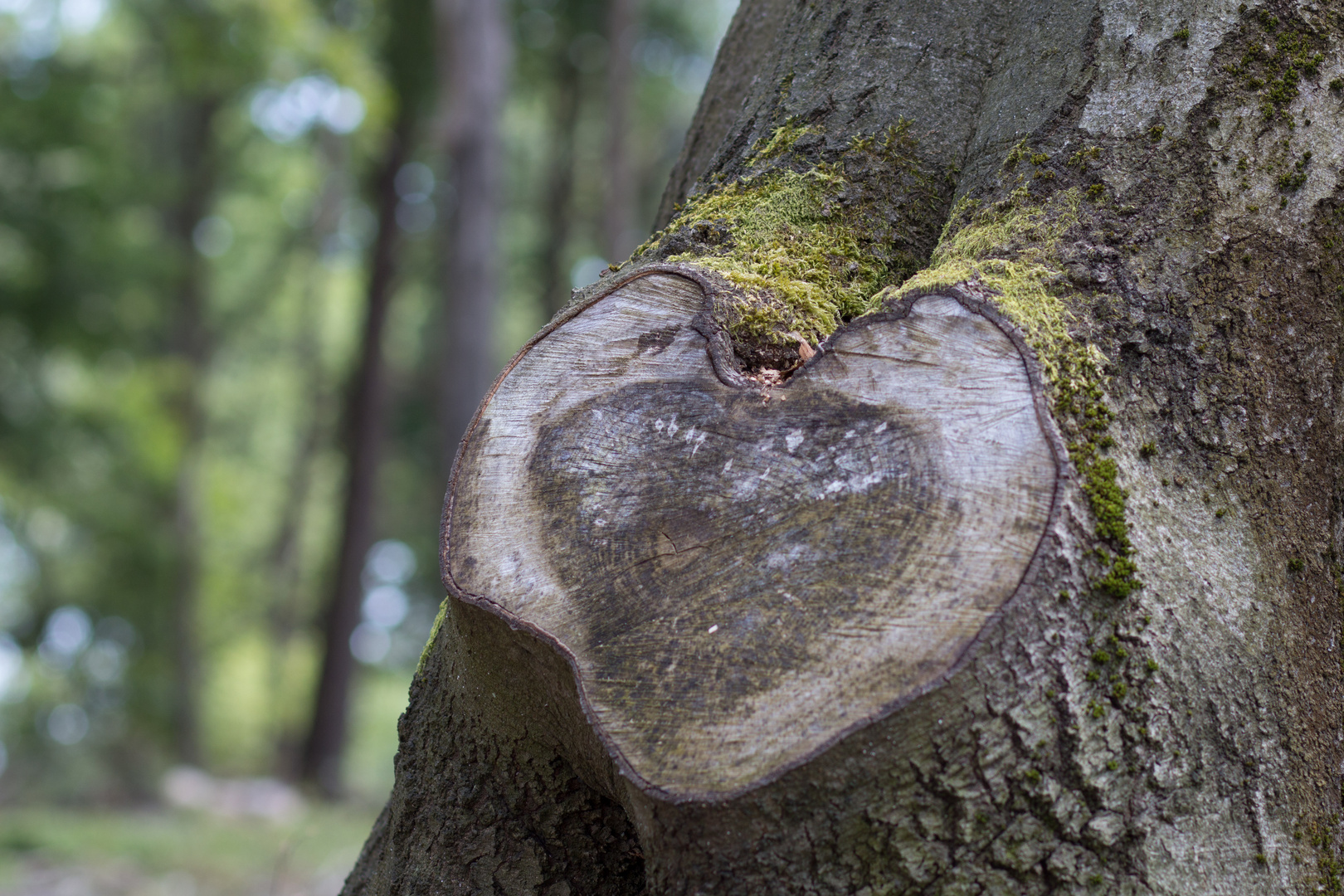 Wald-Herz-Begegnung