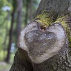 Wald-Herz-Begegnung