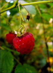 "Wald-Himbeere"