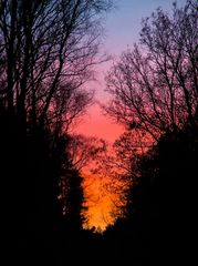 Wald Himmel