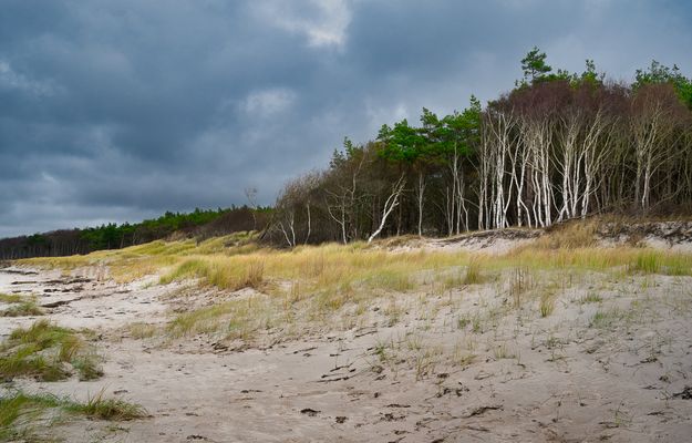 Wald hinter den Dünen ... Weststrand Born Darß