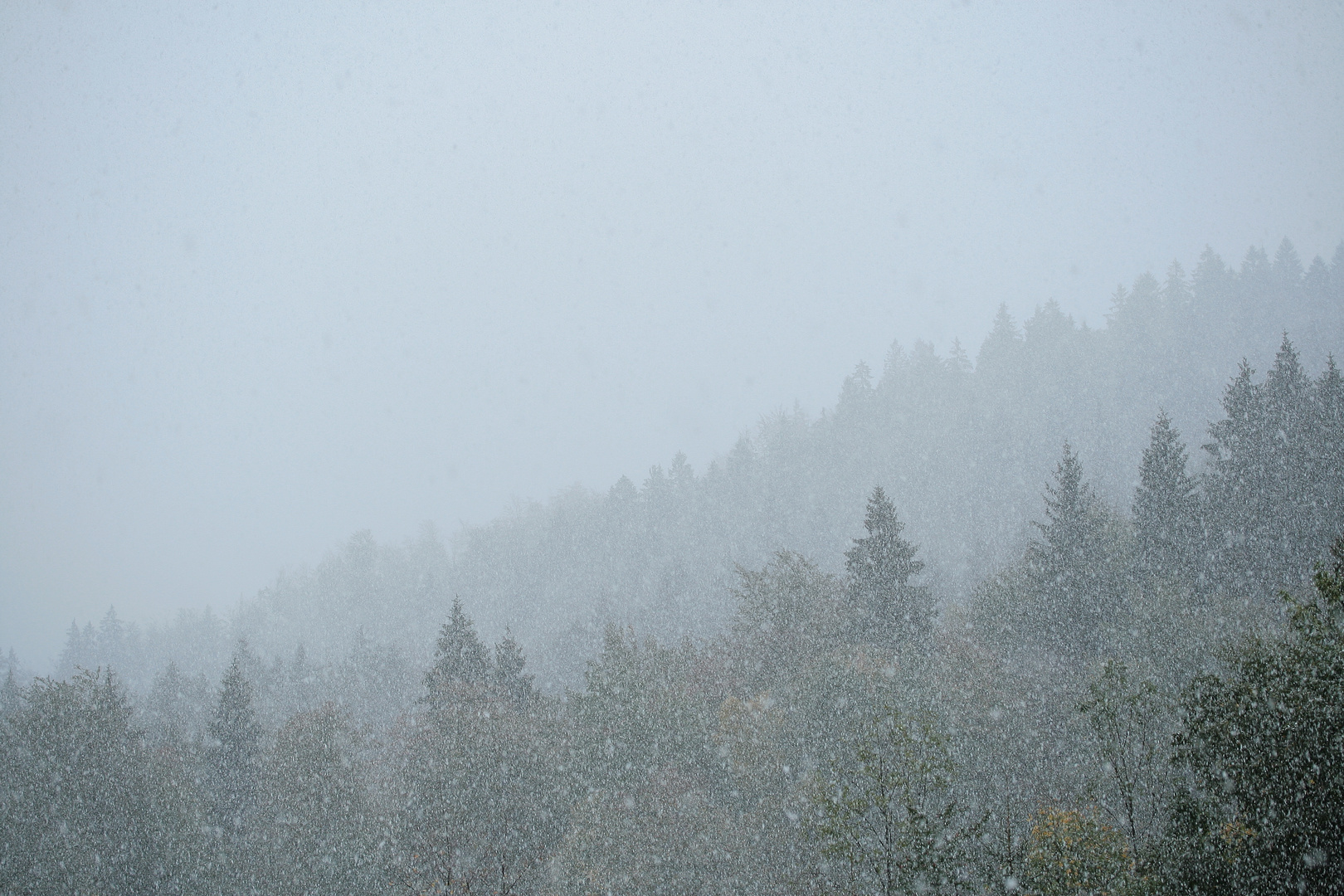 Wald hinter Schneefall