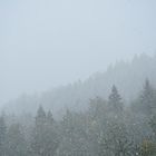 Wald hinter Schneefall