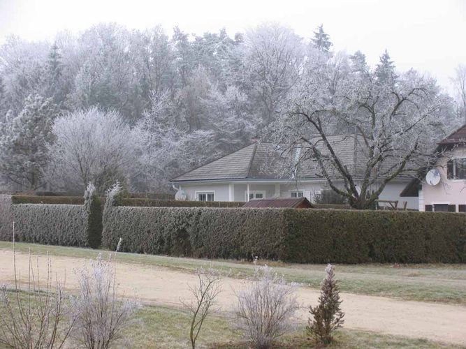 Wald hinterm Nachbarn