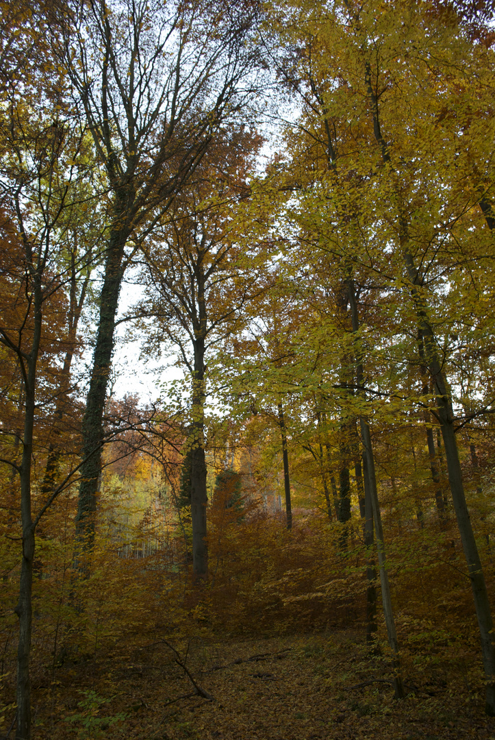 Wald Hohe Warte im Herbst