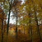 Wald Hohe Warte im Herbst