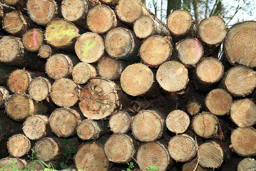 Wald, horizontal von Eska Foto