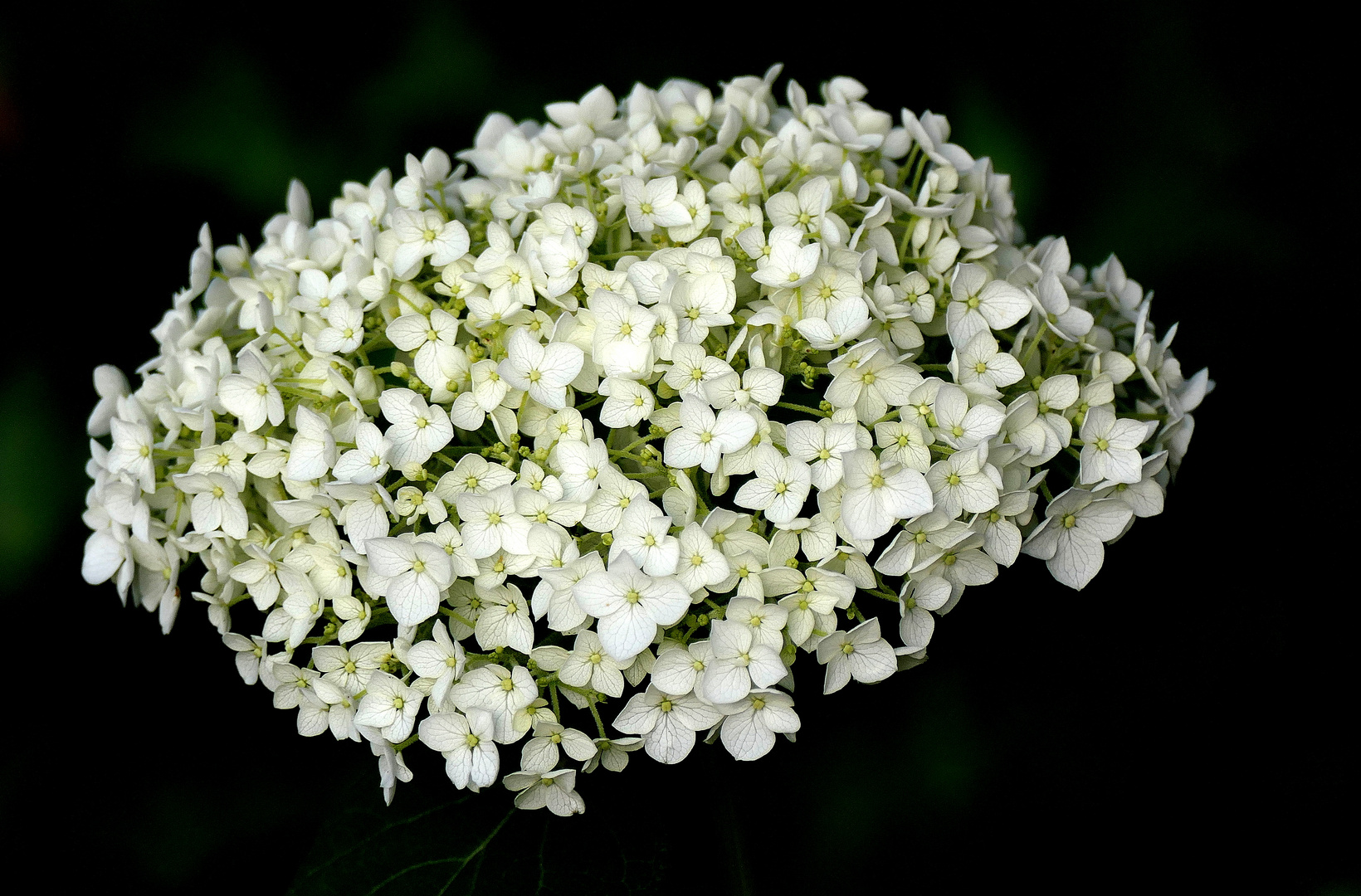 Wald-Hortensie