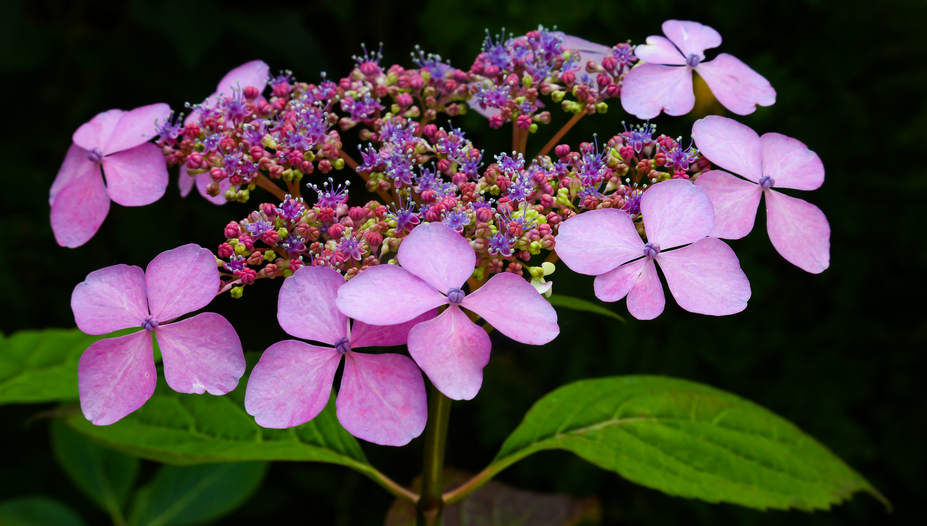WaldHortensie Foto & Bild pflanzen, pilze & flechten, blüten