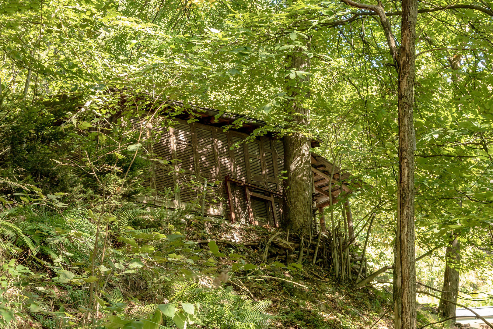 Wald Hütte