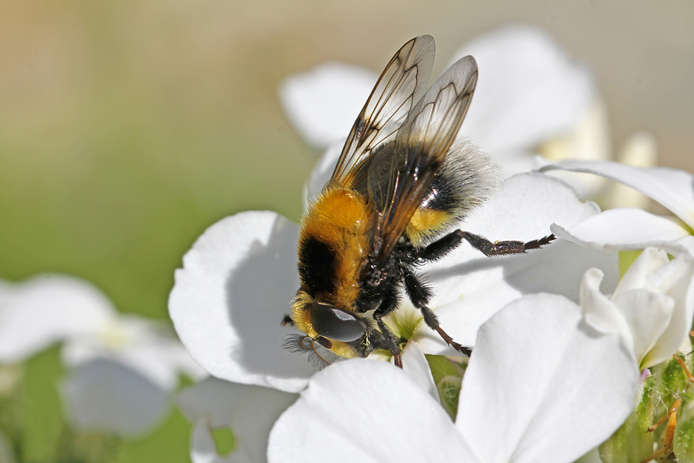 Wald-Hummelschwebfliege