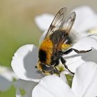 Wald-Hummelschwebfliege