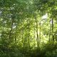 Wald idylle
