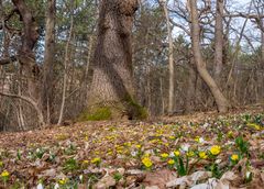 Wald-Idylle 