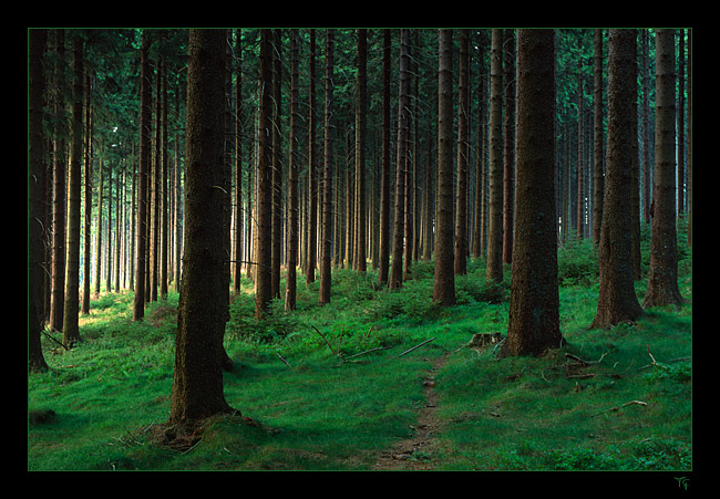 Wald II