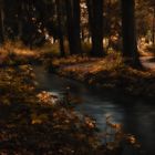 Wald im Abendkleid