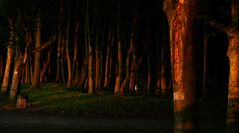 Wald im Abendlicht