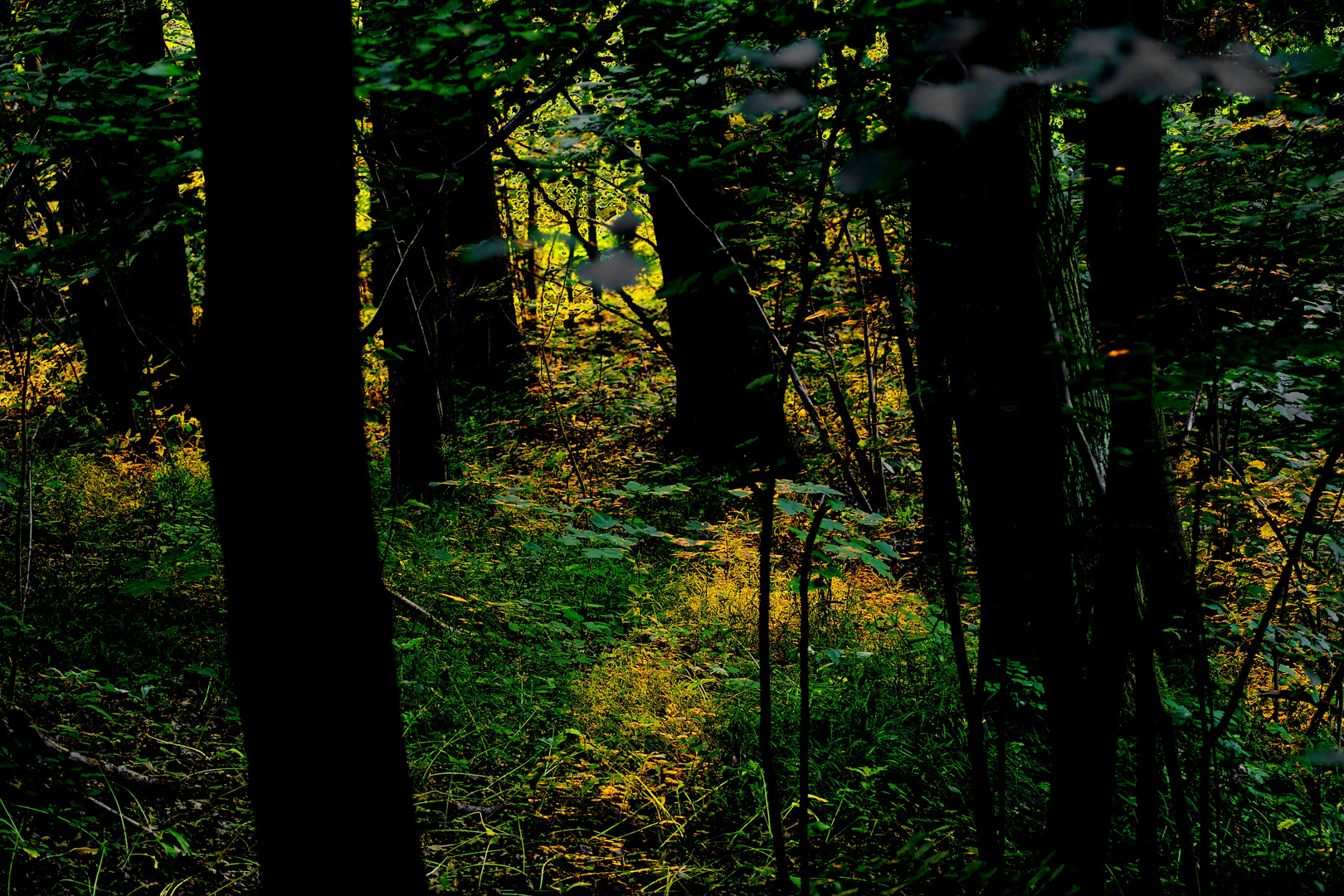 Wald im Abendlicht