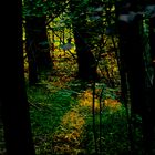 Wald im Abendlicht