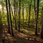 Wald im Abendlicht