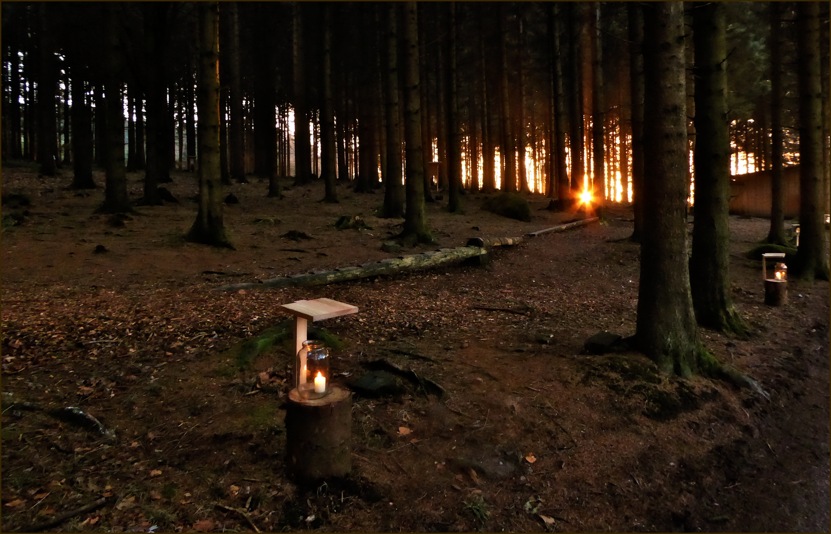 Wald im Advent