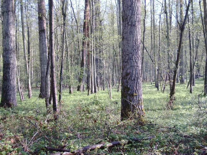 Wald im April