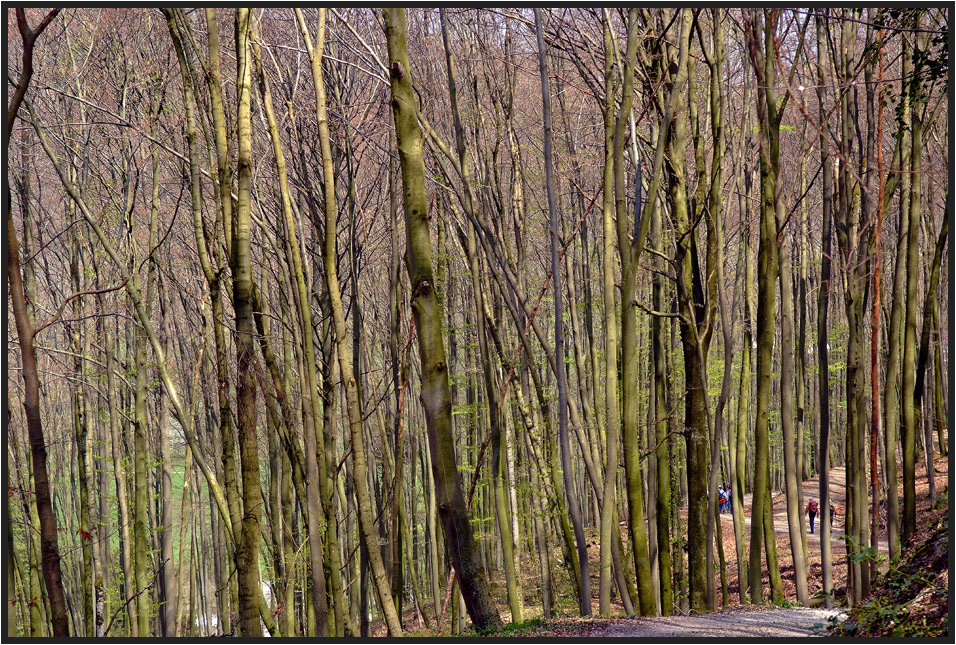 WALD IM APRIL