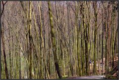 WALD IM APRIL