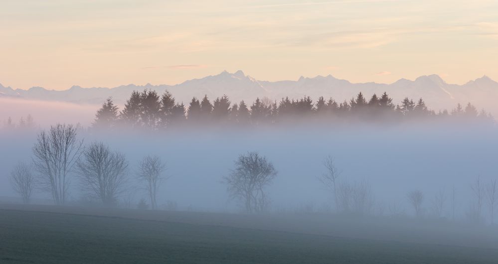 Wald im aufsteigenden Nebel