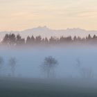 Wald im aufsteigenden Nebel