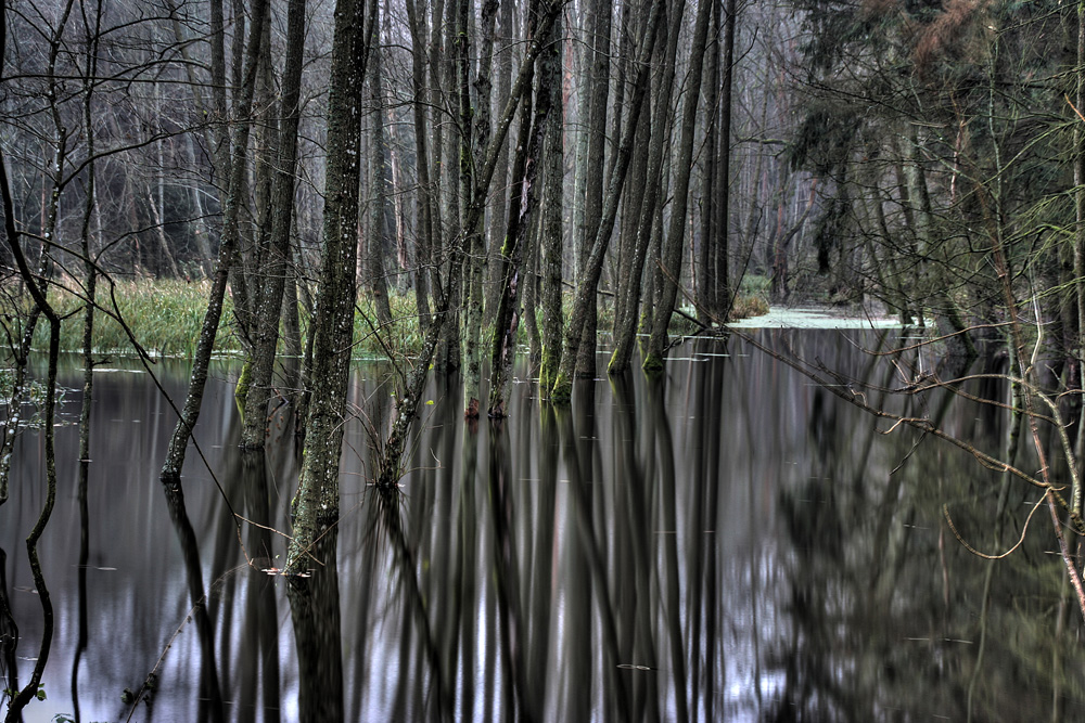 Wald im Bach