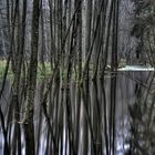 Wald im Bach