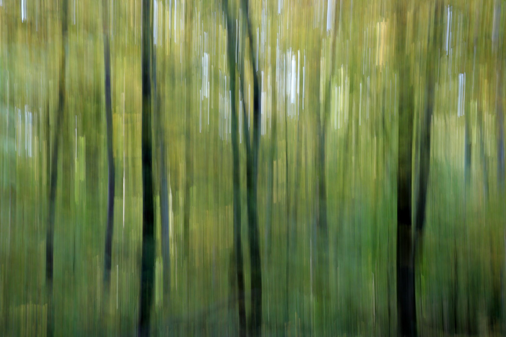 Wald im Bild