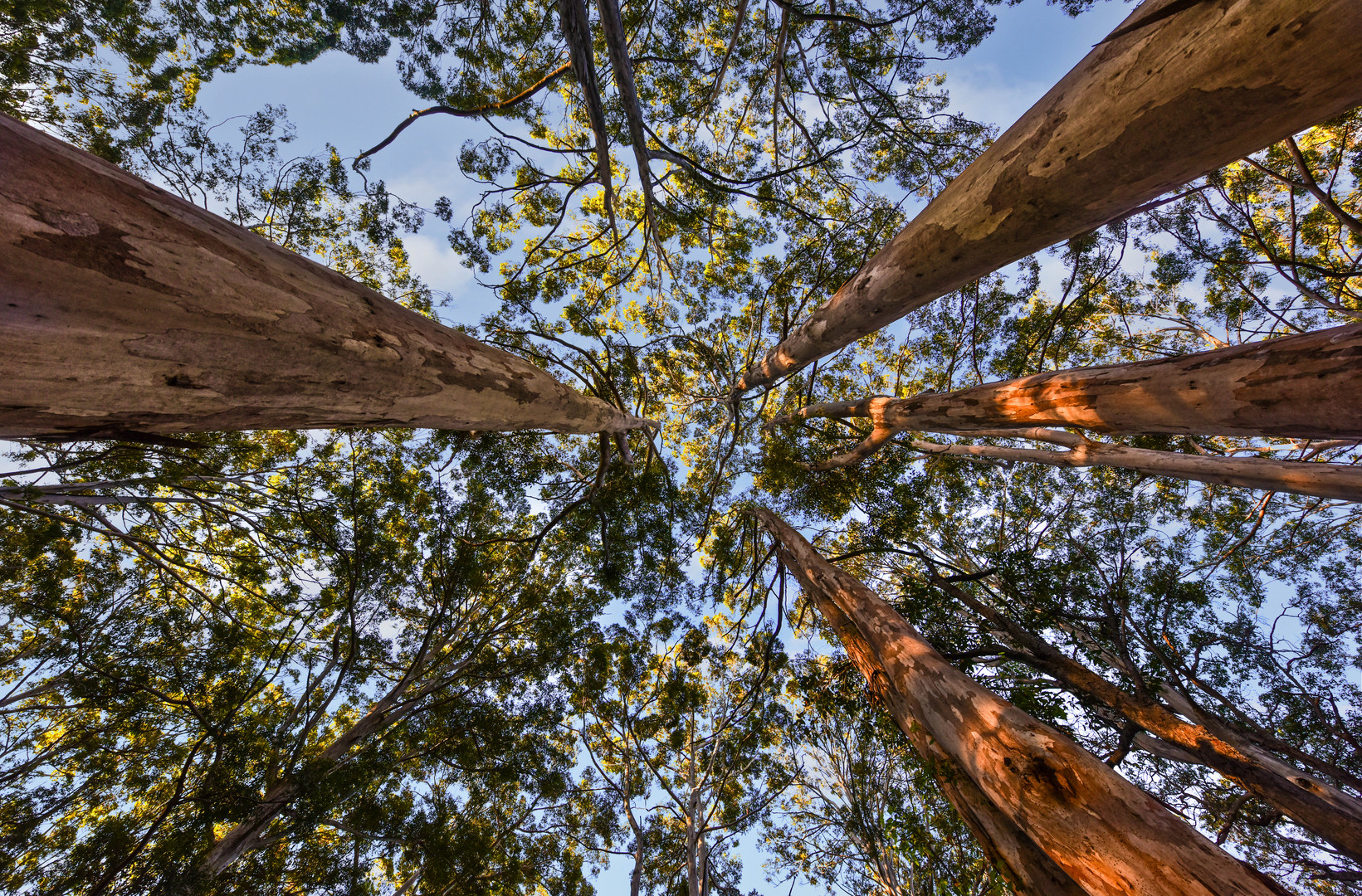 Wald im Cape Leeuwin NP