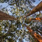 Wald im Cape Leeuwin NP