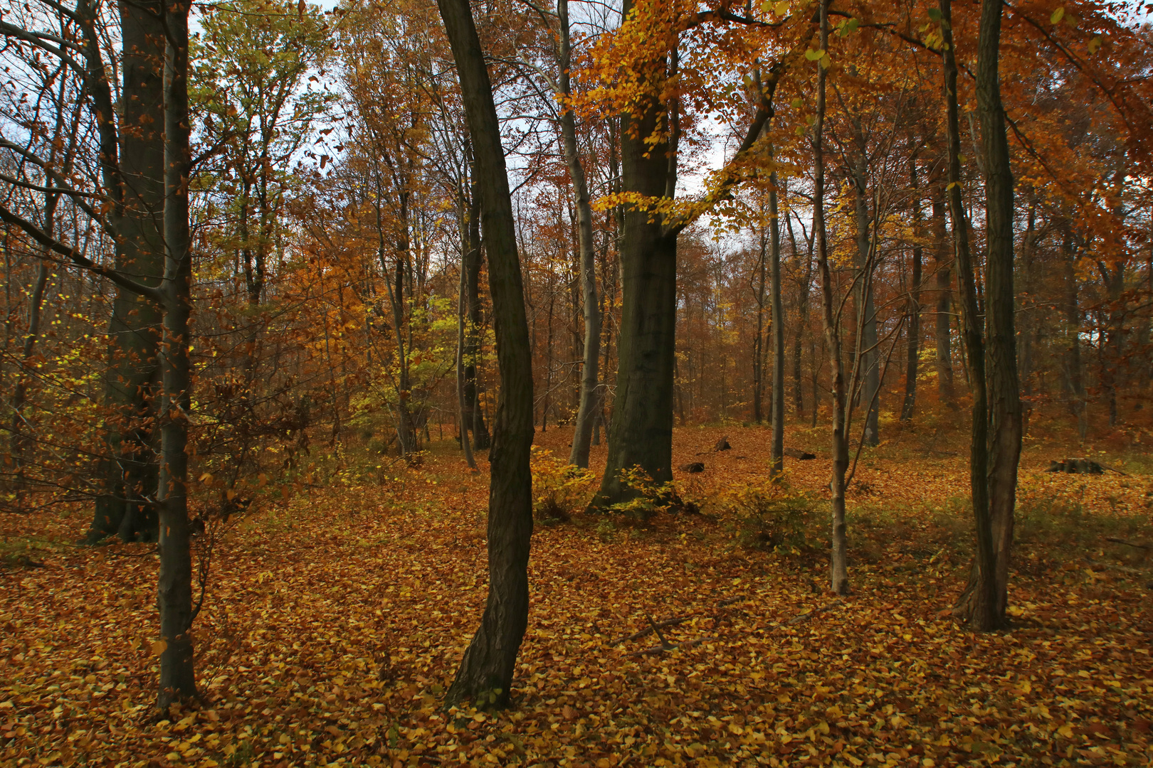 Wald im Dämmerlicht