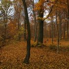 Wald im Dämmerlicht