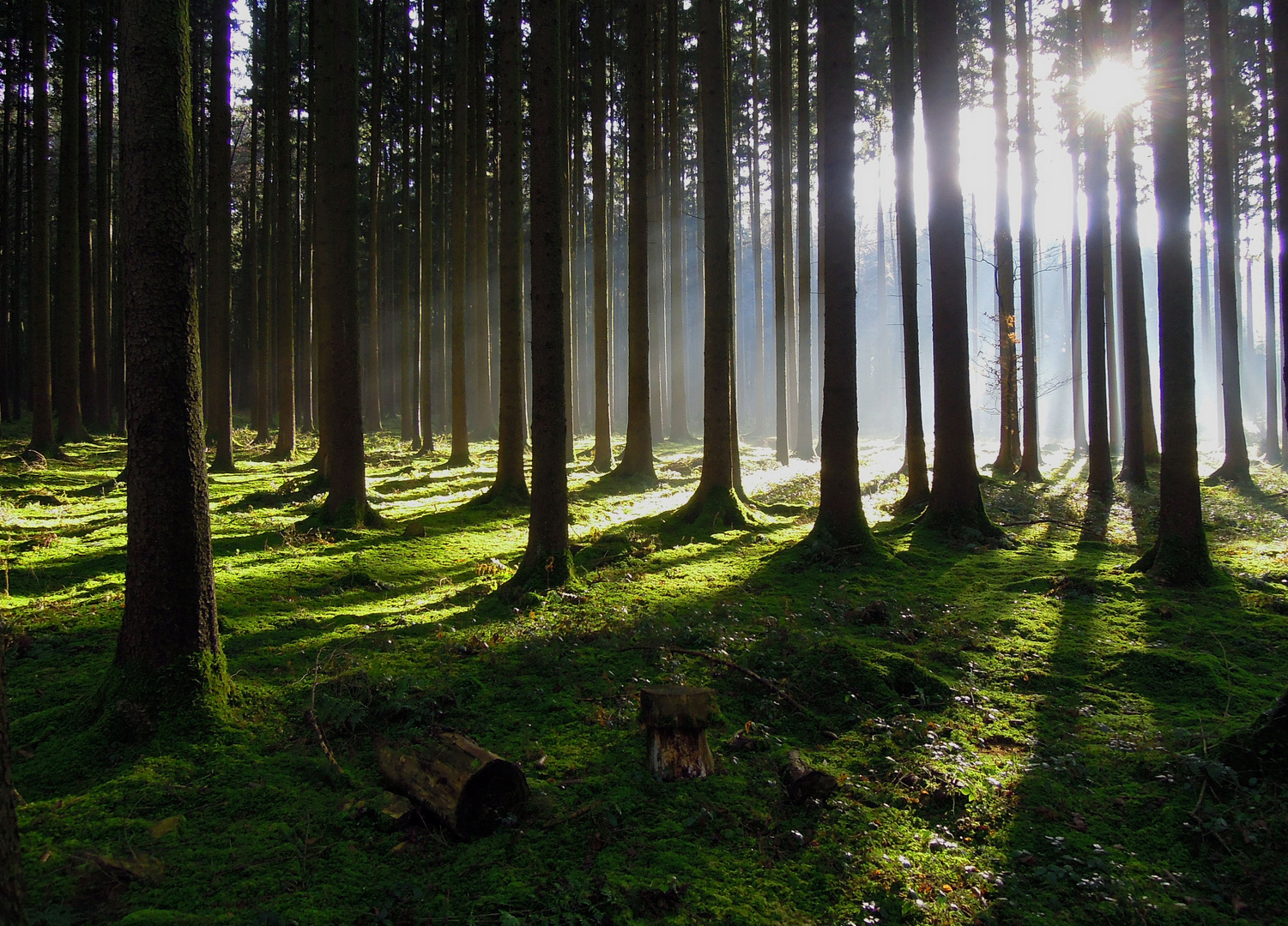 Wald im Dezember