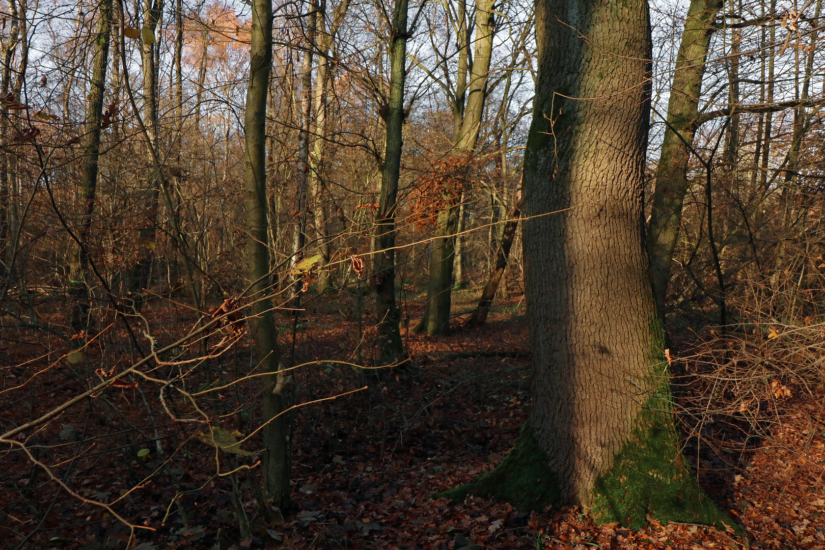 Wald im Dezember 