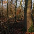 Wald im Dezember 