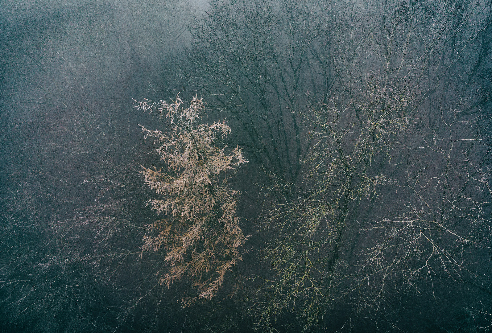 Wald im Dezembernebel