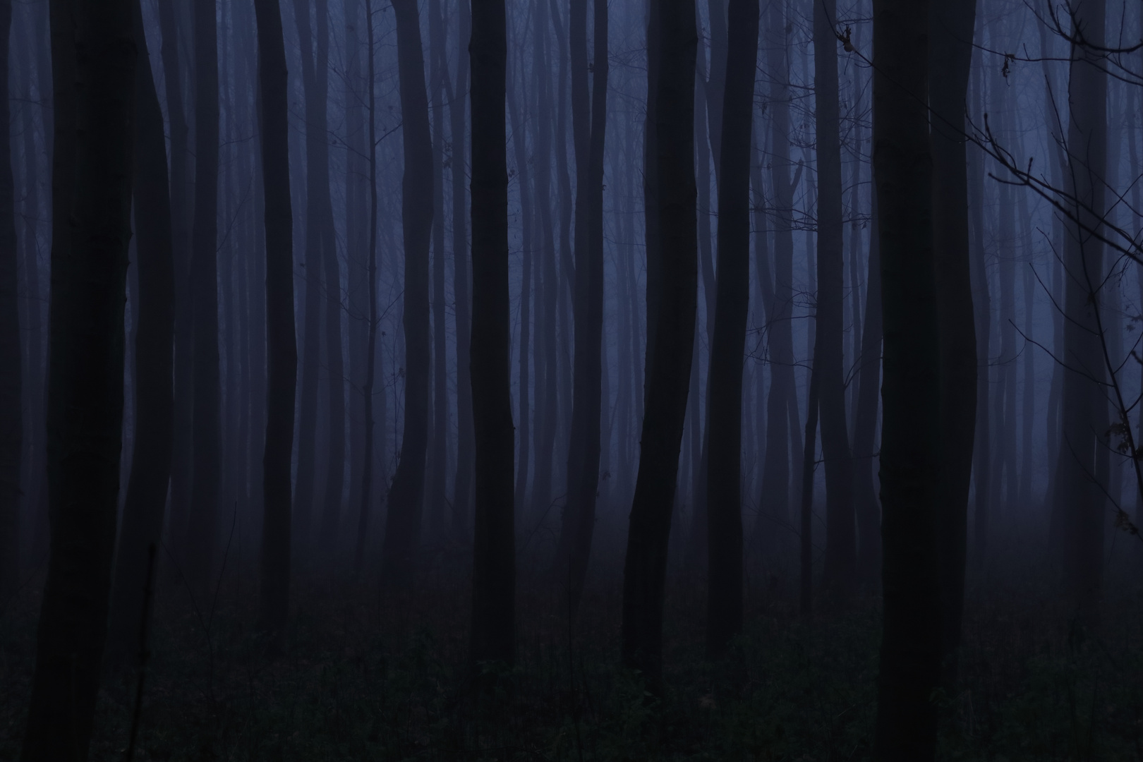 Wald im Dunkel