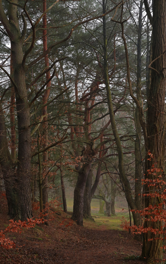 Wald im Dunst