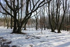 Wald im Eifeler Winter