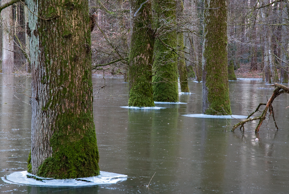 Wald im Eis