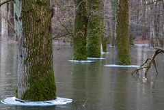 Wald im Eis