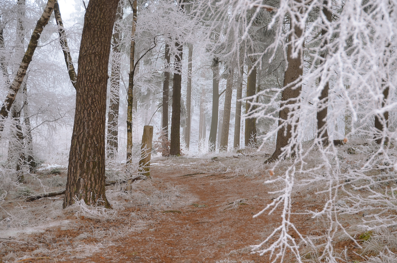 Wald-im-Eiskleid