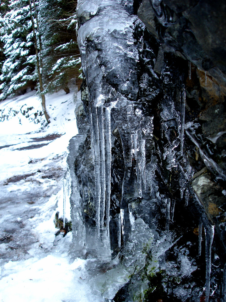 Wald im Frost