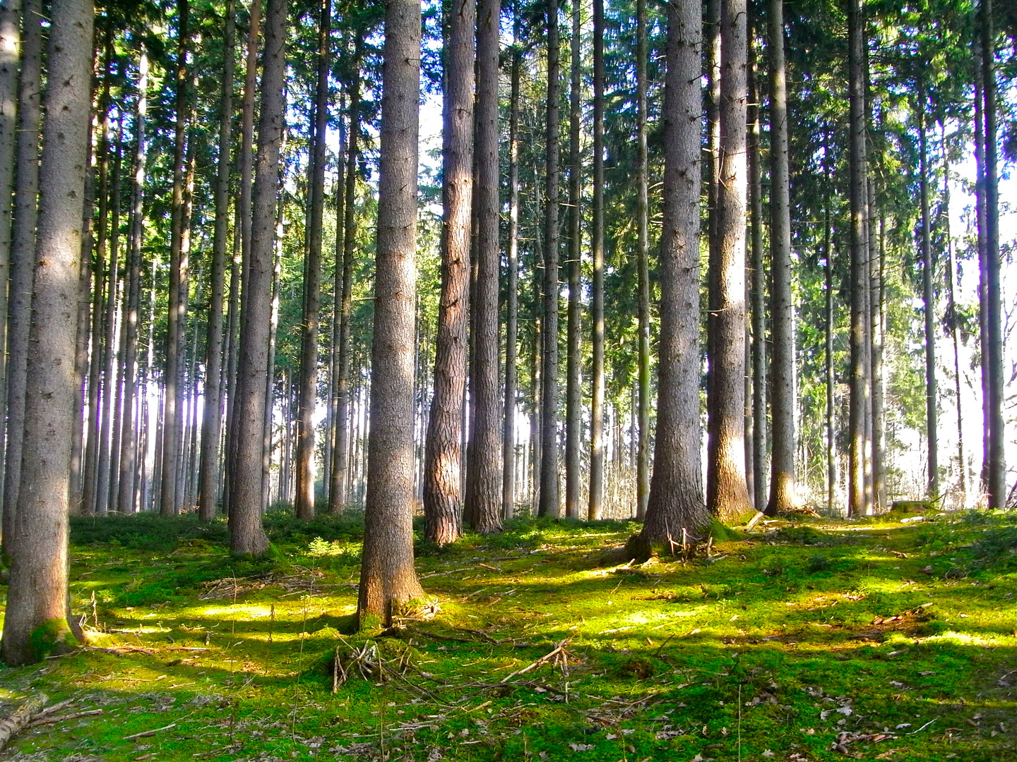 Wald im frühen Frühling