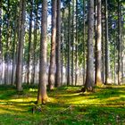 Wald im frühen Frühling